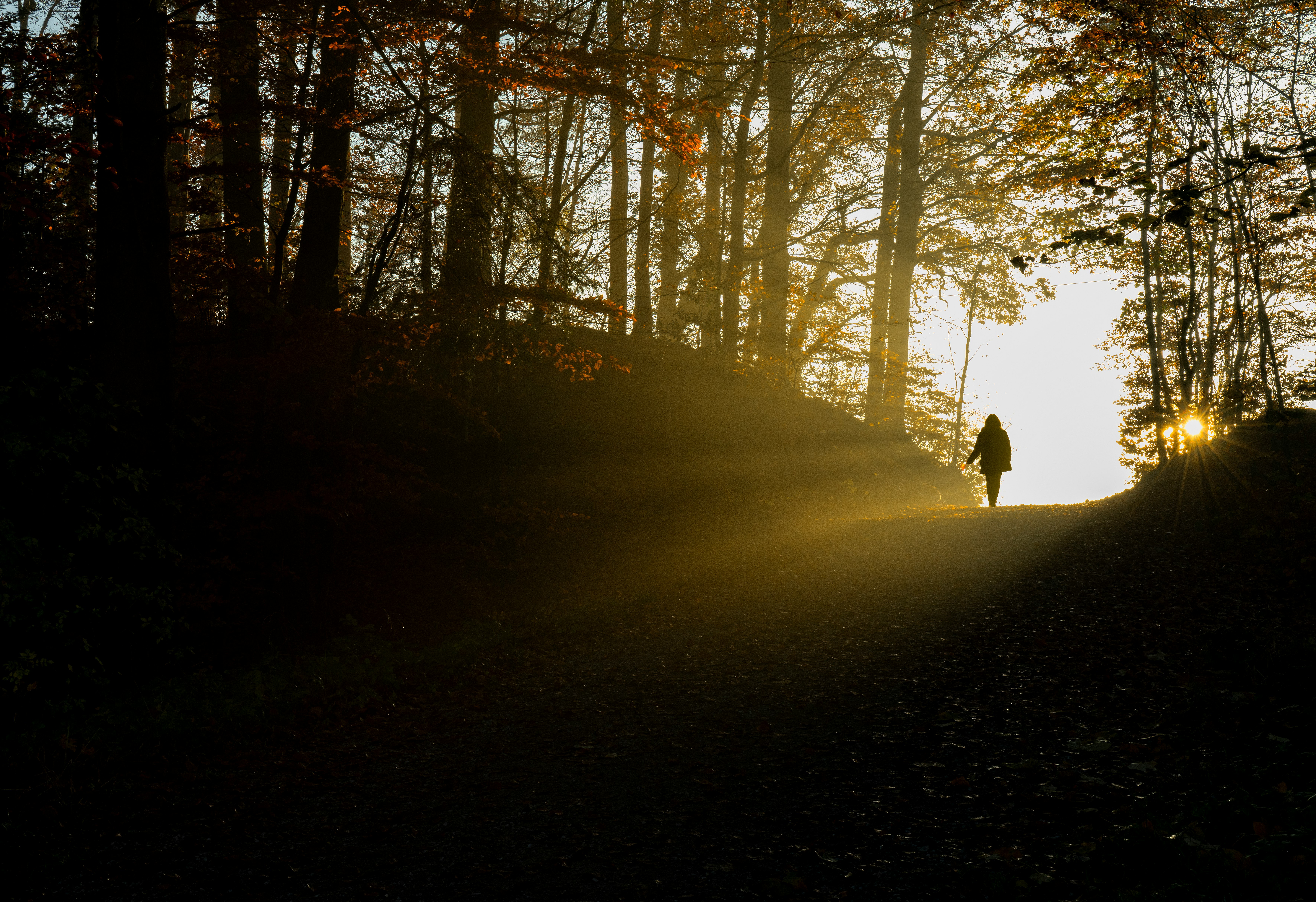 silhouette of person walking on pathway between trees during daytime